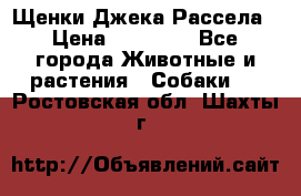Щенки Джека Рассела › Цена ­ 10 000 - Все города Животные и растения » Собаки   . Ростовская обл.,Шахты г.